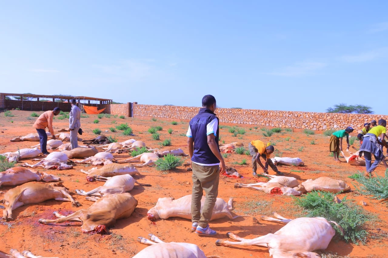 Qurban images Image 3